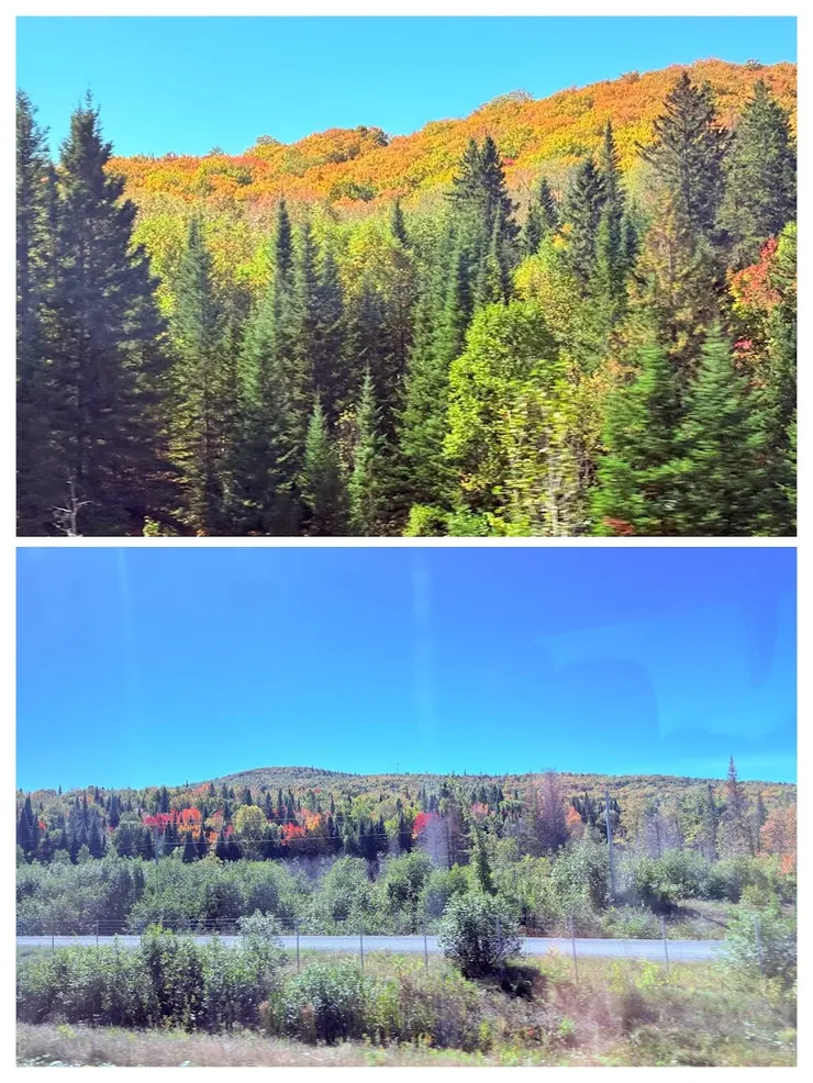 有些樹木葉子開始變色了，過幾天回程應該會更明顯。