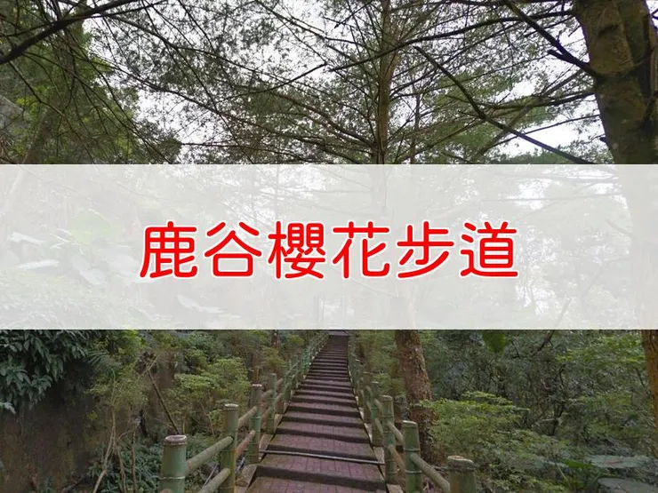【南投】鹿谷櫻花步道 | 全長里程：單程0.4公里 | 難易度：低，適合初學者及家庭