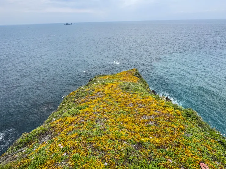 回頭繞到山頂原以為是平凡的景色，沒想到我們闖進了一小片花園！