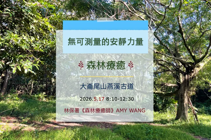 森林療癒｜無可測量的安靜力量 