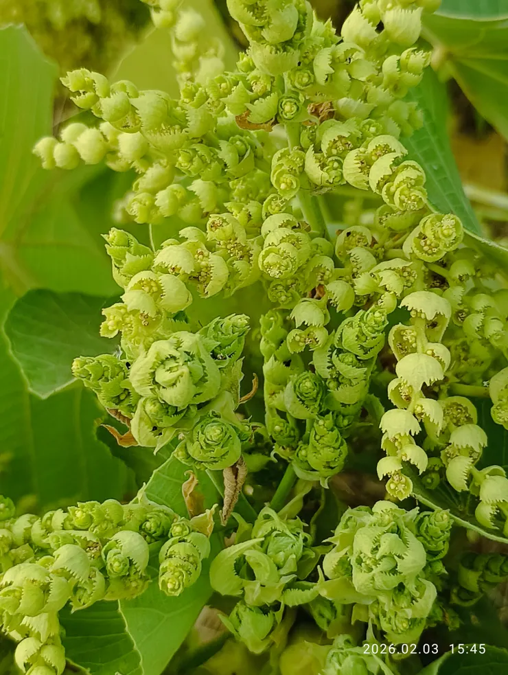 遠不覺，近身細瞧上，她，嗯！別具風情！噢！想起崁頂的小村姑來了