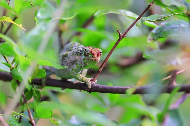 Arusha旅館後院的變色龍