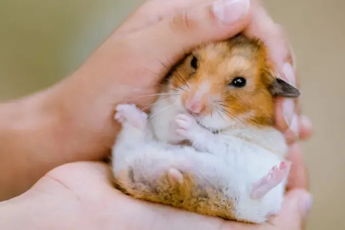 傳賢:對你倍加呵護,先想是不是只剩你這隻倉鼠