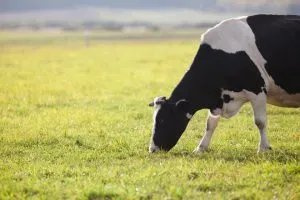 2022農地買賣注意事項