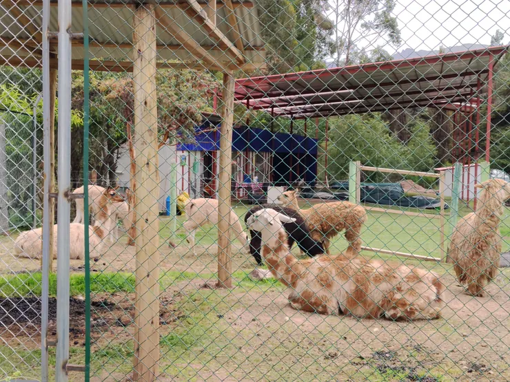 有一隻的花色好長頸鹿