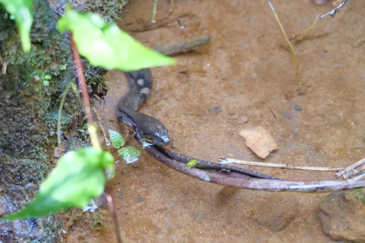 這裏也有不少蛇，如果夠時間一定要多慢慢探索