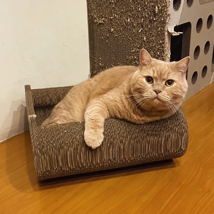 「丹尼爾，我餓了，快來餵食!」(照片由主人授權)