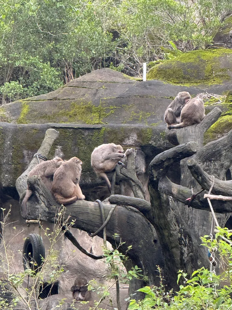 2026/02/17 猴子互相抓毛