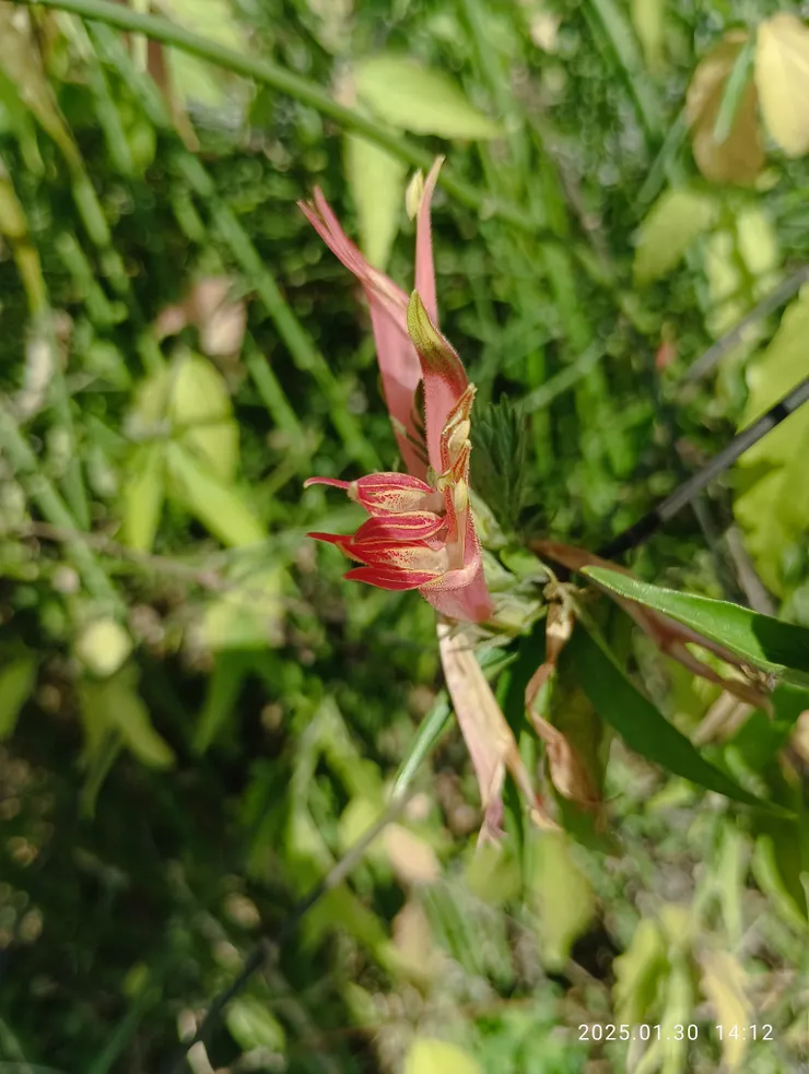 鐵道單車旁遇“鱷嘴花”開了，一年花開一回花期短