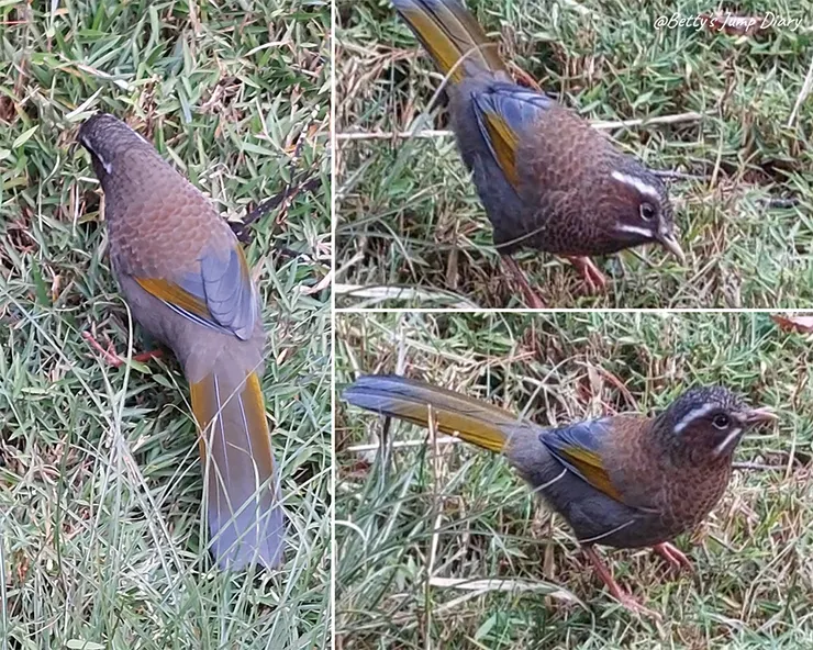 ▲台中「大雪山國家森林遊樂區」/圖片來源：Betty's Jump Diary