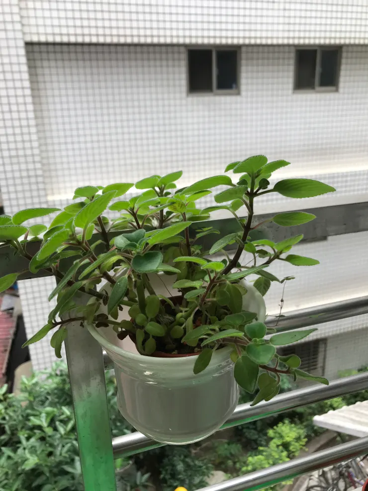 主臥窗外無陽光直射的環境，海豚花只長葉而不見花苞