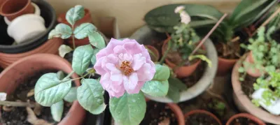 說好的「寒死虎母」呢？當穀雨遇上消失的春天