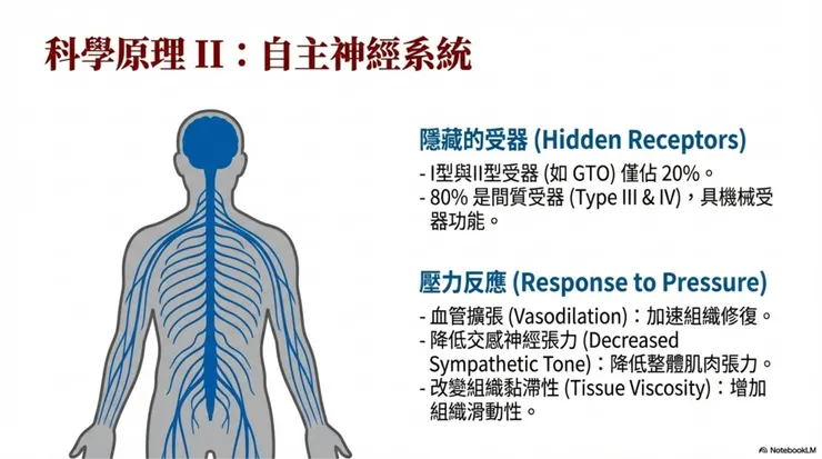 自我肌筋膜放鬆的科學原理2