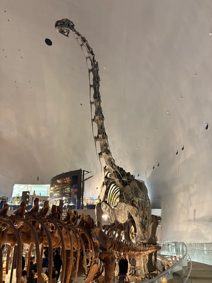 腕龍的脖子骨下方有著常常的骨刺,似乎是用來支撐他的重量的,可能這也代表腕龍的脖子沒辦法從正前方、彎下去喝水吧。