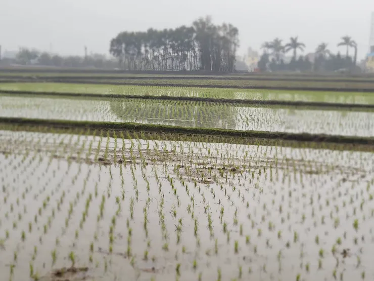 這樣的稻田滿佈於我小時候的回憶中。那時候，我們會回鄉下度過整個暑假，然後阿公和叔叔們農忙時，我們這些小跟班就在旁邊晃來晃去幫一點小忙，我還有幫忙曬榖喔！