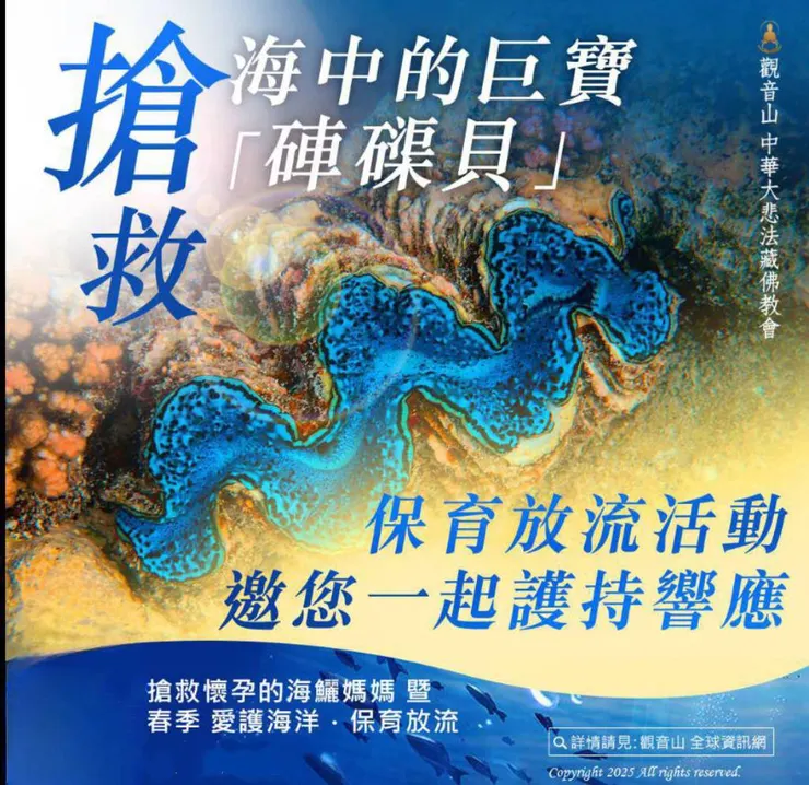 【春季保育放流】搶救海中巨寶~硨磲貝
