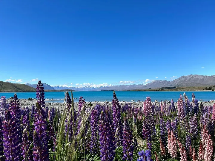 蒂卡波湖Lake Tekapo