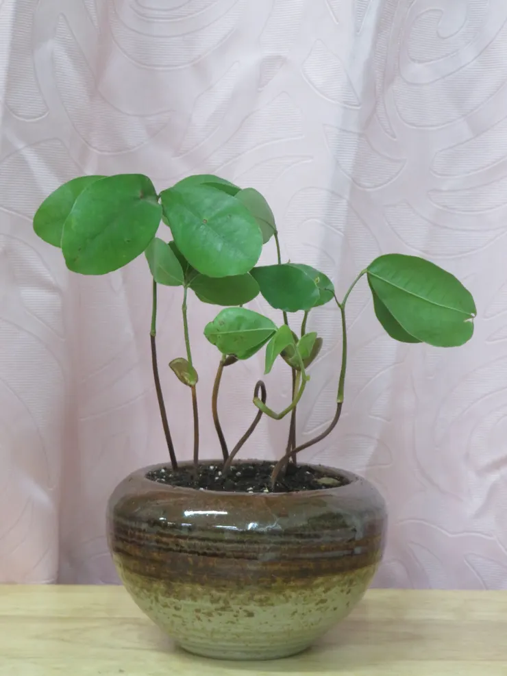 大安社大111.06.17