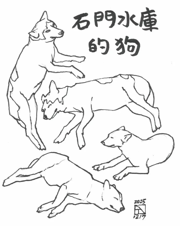 石門水庫的狗 速寫