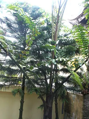 src