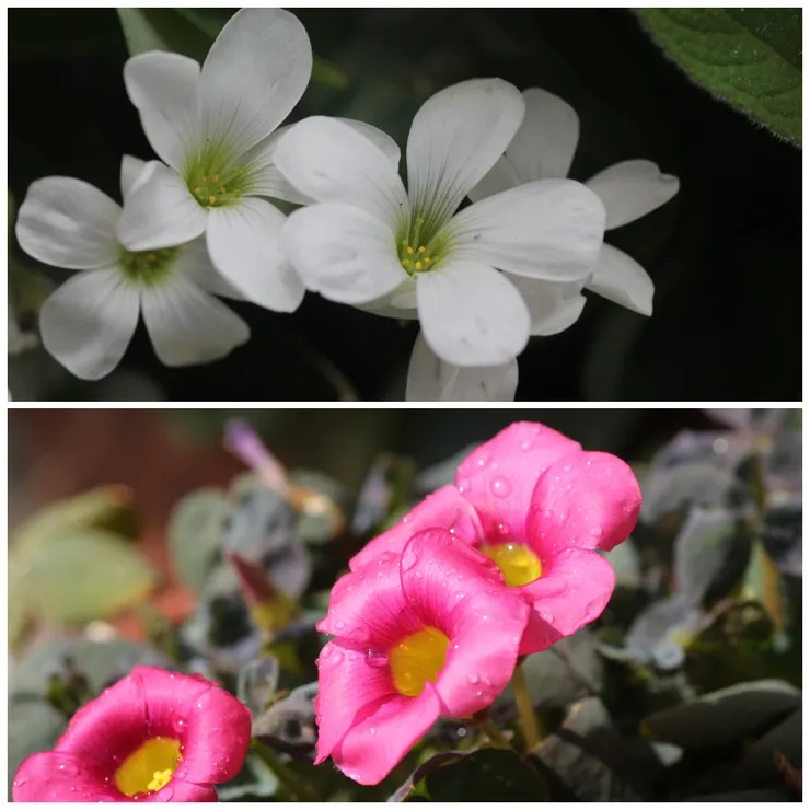 酢醬草種類繁多,上為白花酢醬,下為芙蓉酢醬草
