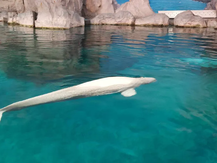 小白鯨在露天池悠游~