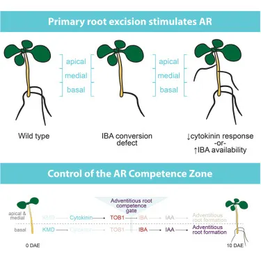左：野生種。中：無法將IBA轉為IAA的突變植物。右：細胞分裂素下降或IBA增加的植物。圖片取自Developmental Cell