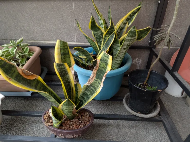 小芽逐漸長大(2025/5/25攝)