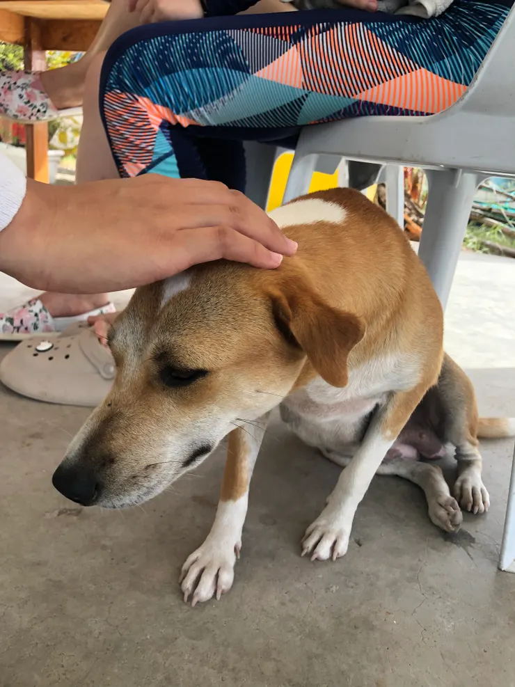 搭船前看到可愛狗狗