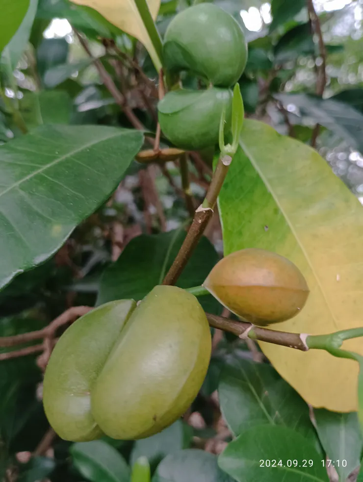 山馬茶果實種子，自拍攝
