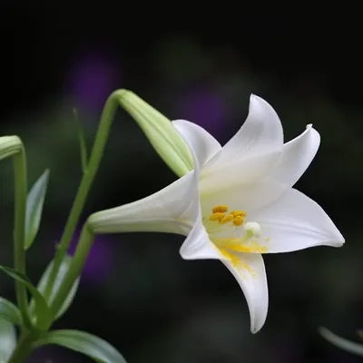 Lillie Hsin的沙龍