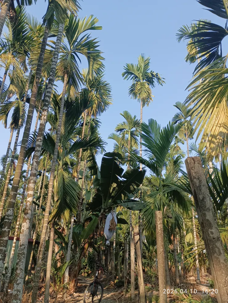 村徑踏影聞窸窣