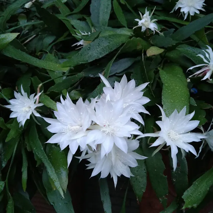 姬曇花 photo by 藝術家羅森豪