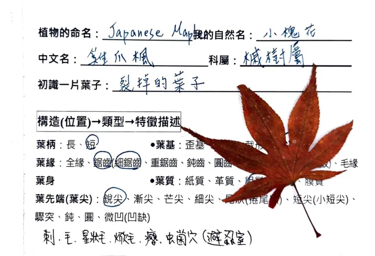 圖二 地瓜葉教導的植物身分證製作