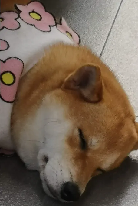 科技產品往往是 PPIS 的催化劑。 智慧項圈告訴你「牠今天少走了 500 步」,自動餵食器顯示「牠晚了 10 分鐘才吃飯」。這些冰冷的數據,很容易被高敏感的飼主解讀為「健康異常」的警訊。