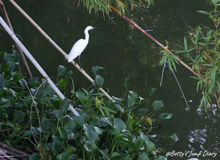 ▲峨眉湖吊橋風景區/圖片來源:Betty's Jump Diary