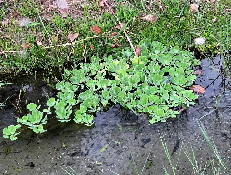 大薸(李建崑攝影)