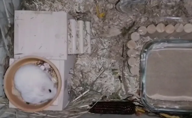 影片截圖,不是很清晰,但還是很可愛,對吧?