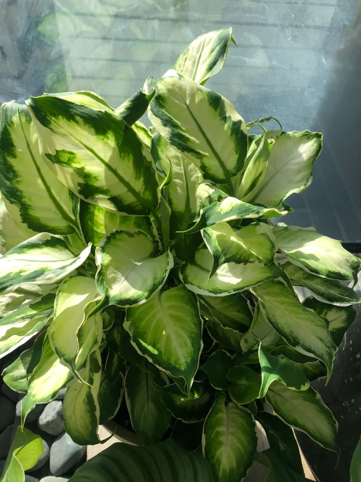 貼著玻璃欣賞自己美顏的冰山美人