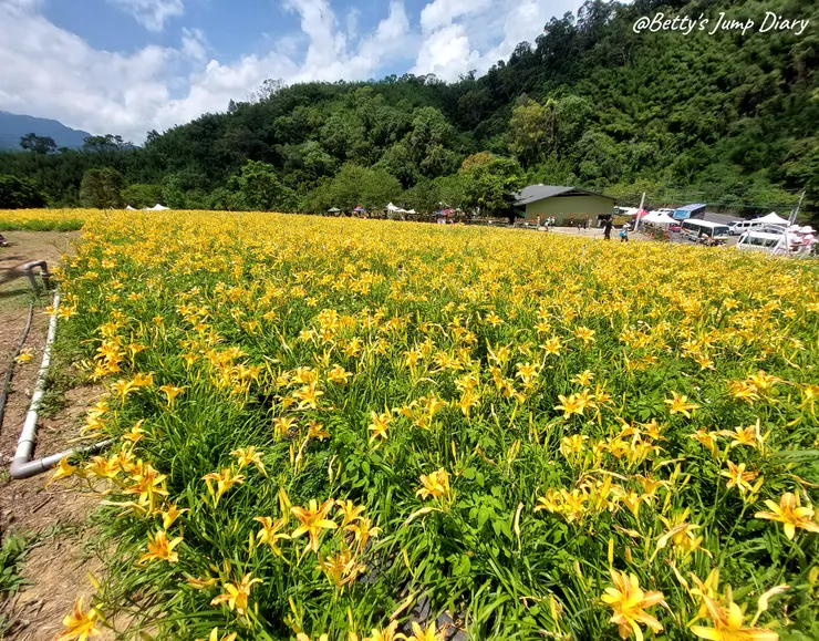 ▲2025花現台七「桃園繡球金針農遊趣」/ 圖片來源：Betty's Jump Diary