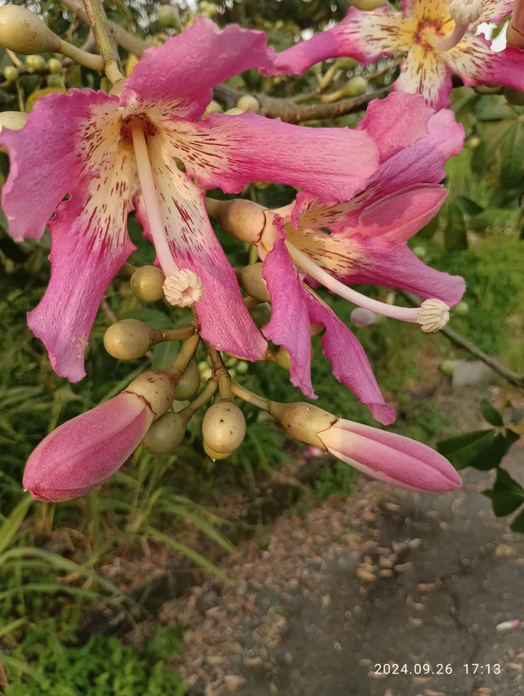 美人樹花開了！自拍攝