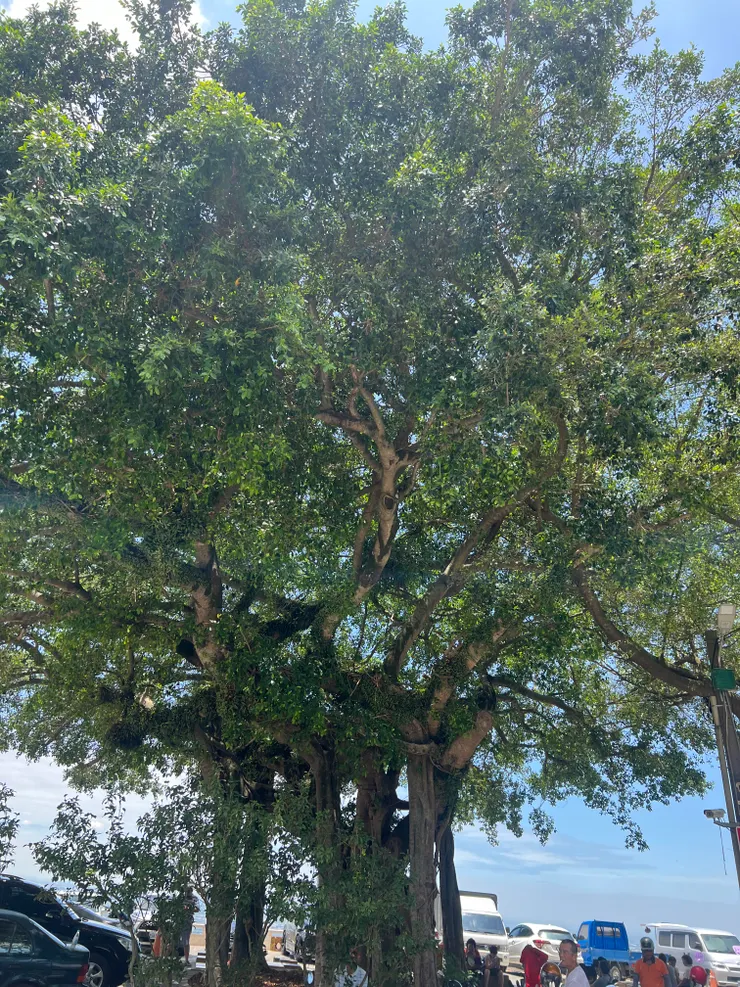 大榕樹