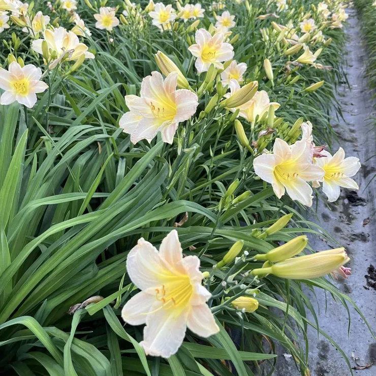 【福容花蓮店】4-6 月五彩金針花-萱草絢爛綻放 嘉德花田免費入園