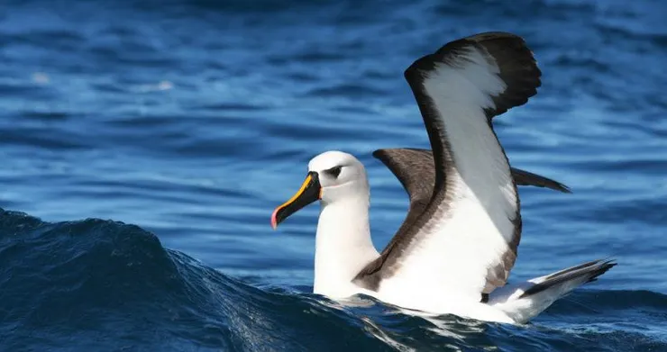 目前存在，與企鵝血緣最近，會飛的鳥親戚，鸌形目鳥類