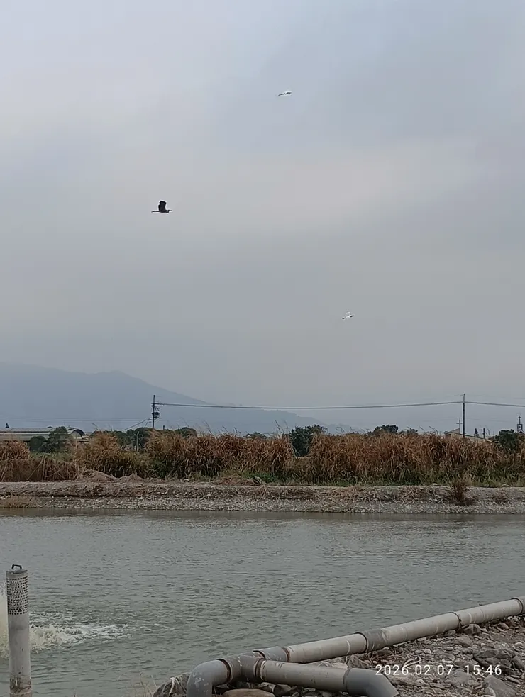 碧雲暮合鷺飛單，皆自拍攝