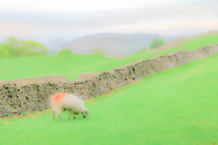 遲遲不歸家的羊隻在吃著美味的食物