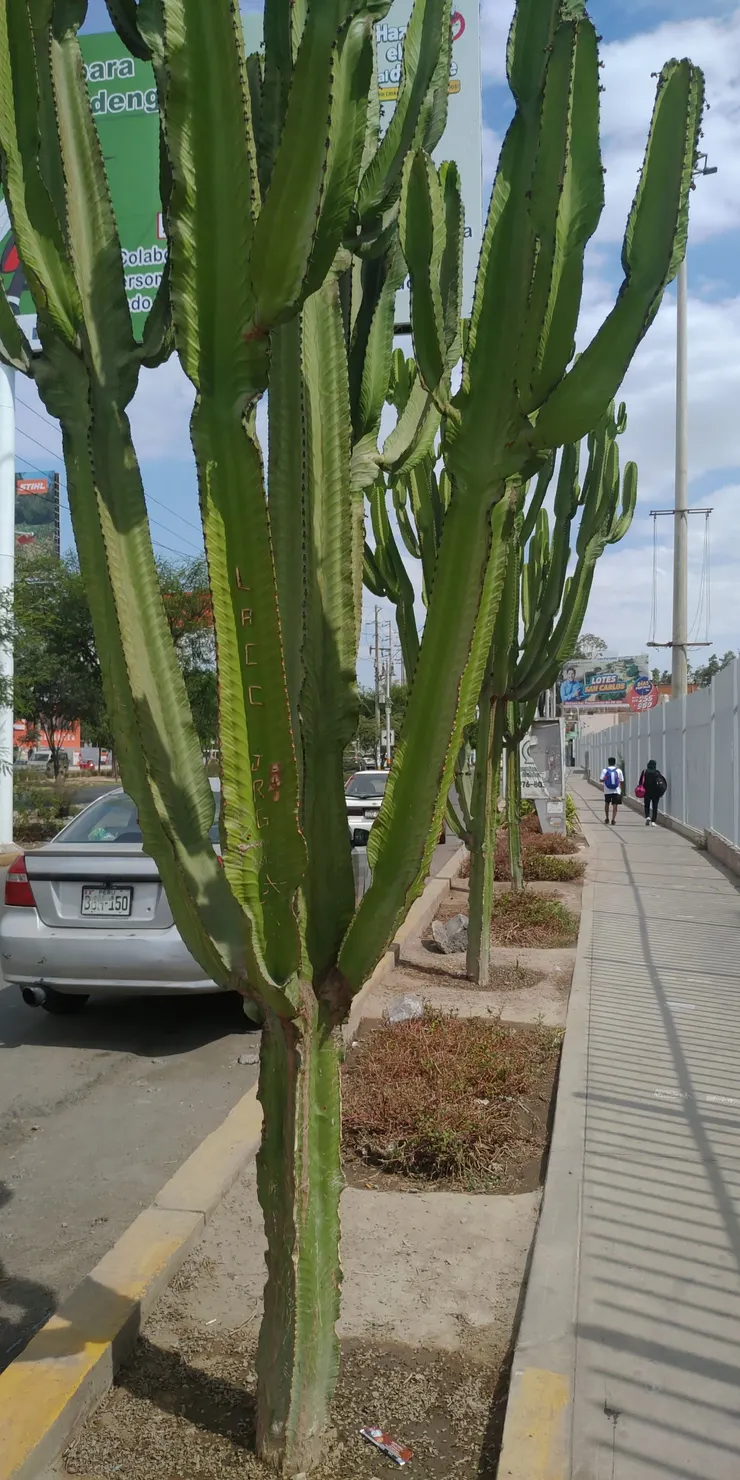 在沙漠地形的海濱地區，仙人掌是常見的路樹，上面一堆到此一遊啊之類的