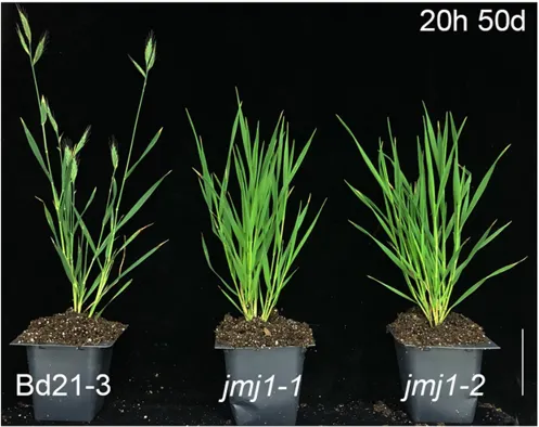 缺少JMJ1的植物晚開花。圖片取自期刊。