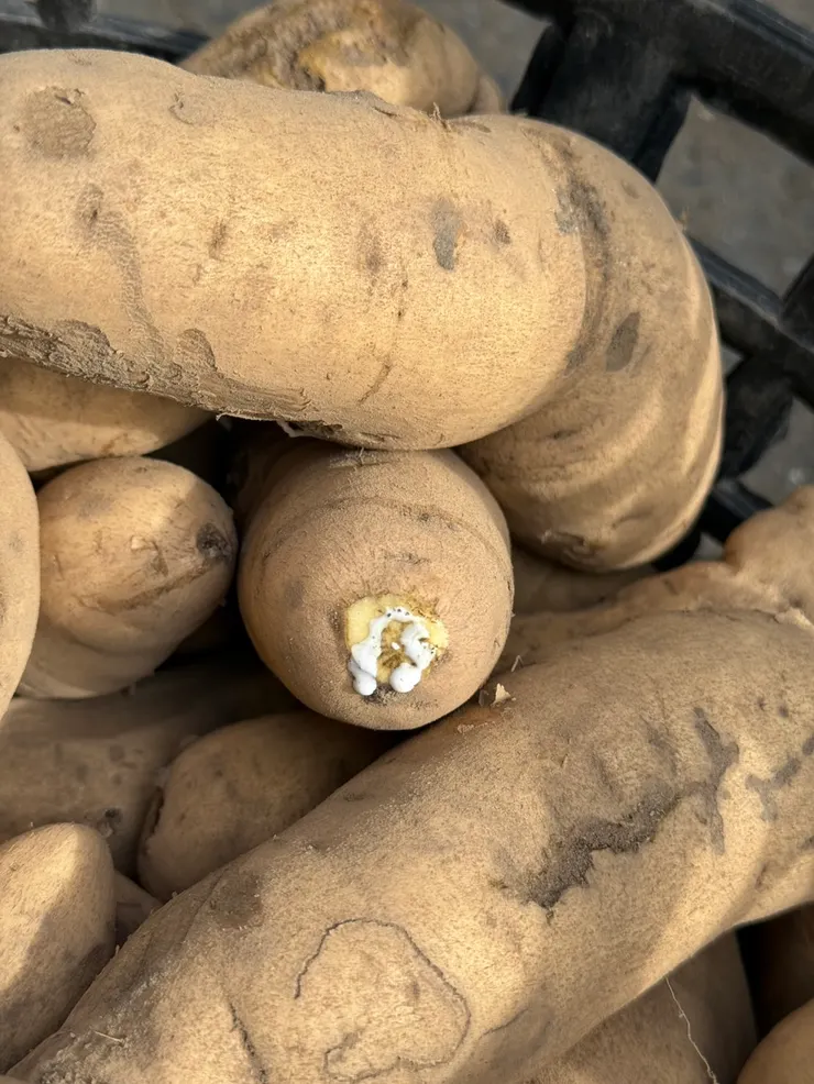 會留奶的老白地瓜，村莊的阿嬤散步到我們這跟我談天分享，說會流奶汁的地瓜喫起來會鬆，近年來改良後才有，以前地瓜不會流奶汁。