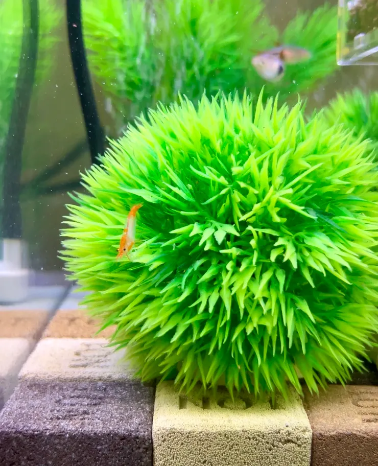 這些藻球成了牠們的躲避屋